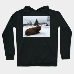 Scottish Highland Cattle Cow 2317 Hoodie